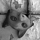 Pripyat | Chernobyl fot. Robert Kudera